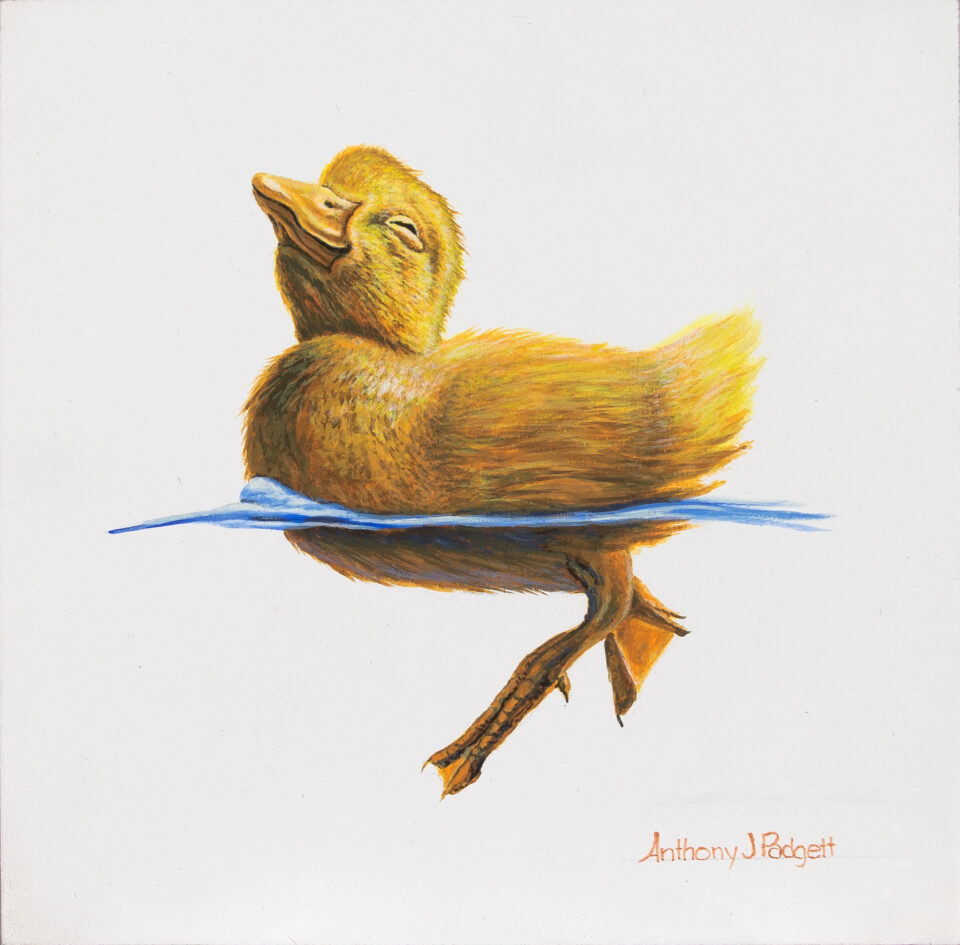 This is a 7x7 acrylic painting of a duckling enjoying its time afloat.  Painting is by Anthony J. Padgett, wildlife artist.