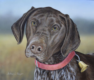 German Shorthair Portrait