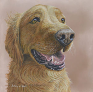 Golden Retriever Portrait