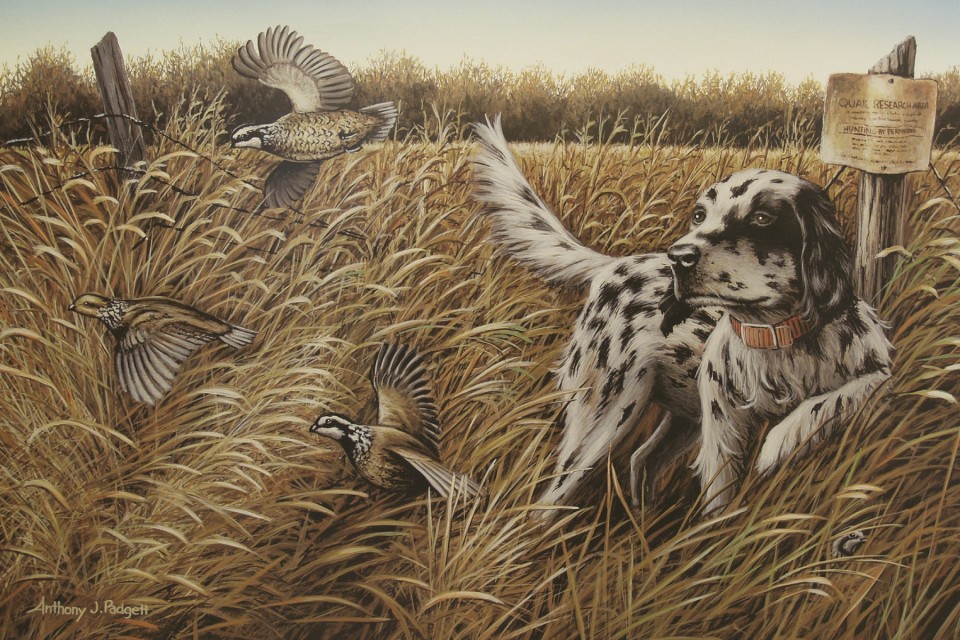 Quail Study by Anthony J Padgett