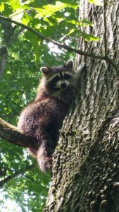 Raccoon pictur for web